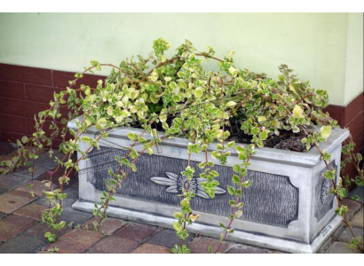 Maceta de flores Decoración de macetas de plantas Figura natural Jarrones Jardín Macetas de flores