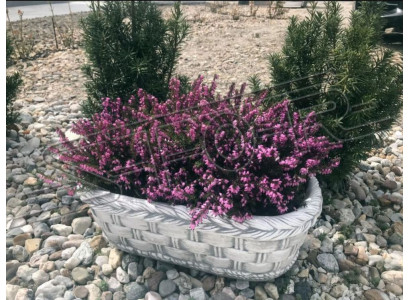 Maceta de plantas naturales para decoración de jardín, jarrones, macetas, figuras
