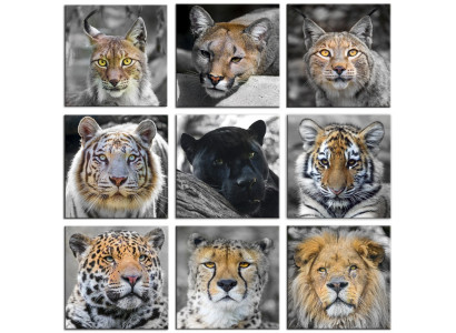 9x imágenes cuadros impresiones impresión de arte cojines cultura león jaguar tigre G93253