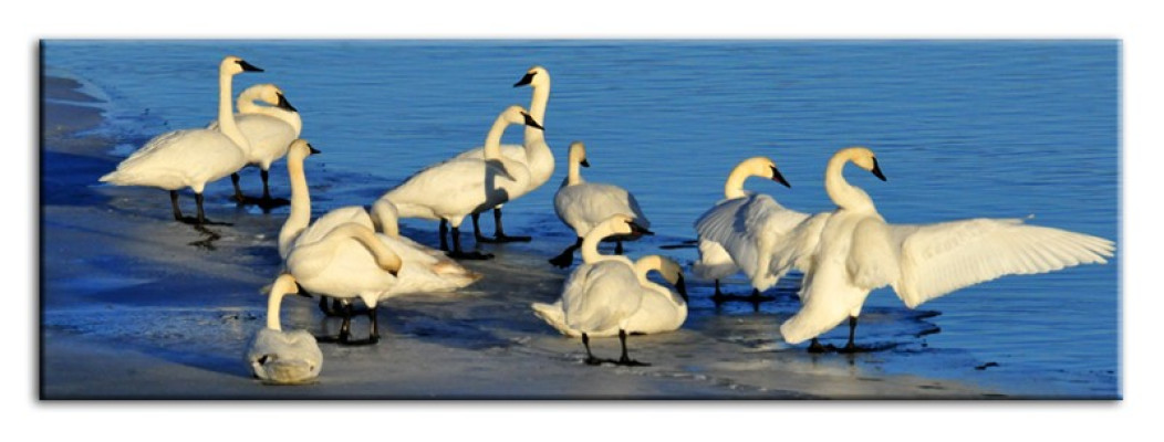 Imagen Imágenes Pintura Impresión Grabado en tela Cultura "Abstracto" Cisne G93274