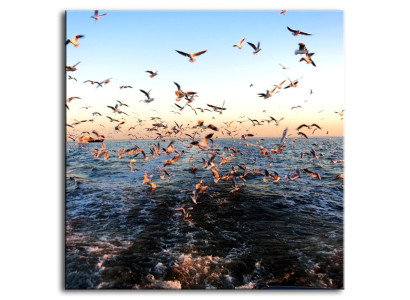 Pájaro Gaviotas Té Imagen Imágenes Pintura Impresión Abstracto Arte Moderno Cultura G93357