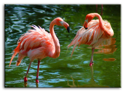 Imagen Imágenes Pintura Impresión Impresión artística Almohadón Cultura "Abstracto" Pájaro G93476