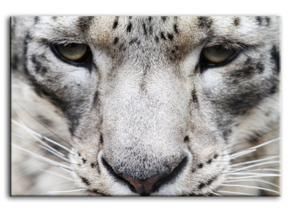 Imagen Imágenes Pintura Impresión Impresión artística Almohada Cultura "Abstracto" Leopardo G92783