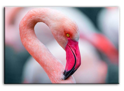 Imagen Imágenes Pintura Impresión Grabado en Arte Almohadón Cultura "Abstracto" Pájaro G92853