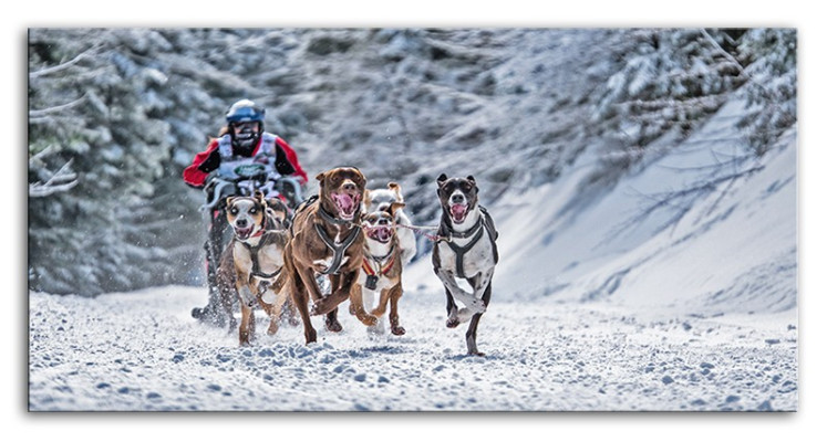 Deportes Perros Perros de trineo Imagen Imágenes Pinturas G93513