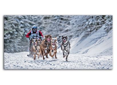 Deportes Perros Perros de trineo Imagen Imágenes Pinturas G93513