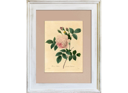 Flor Flores Planta Imagen Imágenes Pintura Marco Arte Objeto G93324
