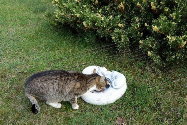 Fuente de agua potable para gatos contenedor de bebida para gatos recipiente para beber cliente recipiente para beber