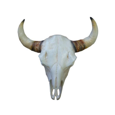 Cráneo de toro Cabeza de toro Esculturas de pared Altura 64 cm Figura decorativa Esqueleto Cráneo