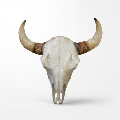 Cráneo de toro Cabeza de toro Esculturas de pared Altura 64 cm Figura decorativa Esqueleto Cráneo