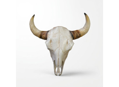 Cráneo de toro Cabeza de toro Esculturas de pared Altura 64 cm Figura decorativa Esqueleto Cráneo
